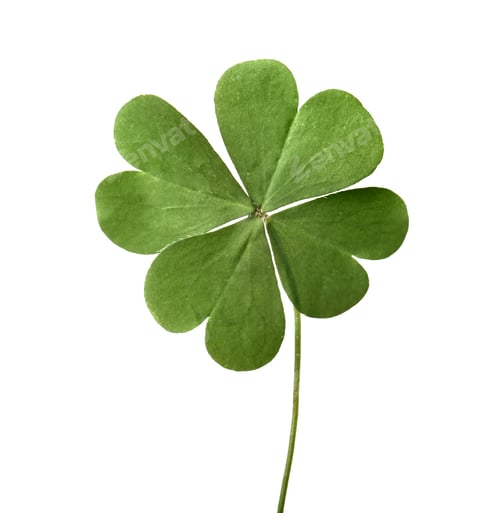 Preview: Green four leaf clover isolated on white