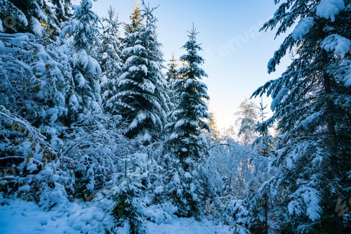 Preview: Tall dense old spruce trees grow on a snowy slope