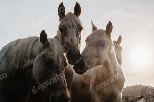 Preview: Funny horses on meadow