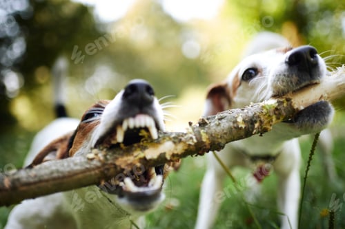 Preview: Jack russells fight over stick