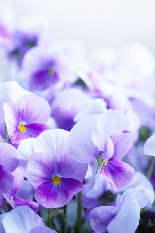 Purple and White Pansies in a Floral Arrangement