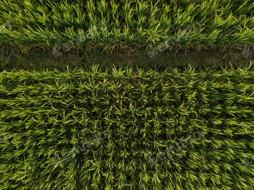 Preview: Aerial view of rice fields,Bali,Indonesia