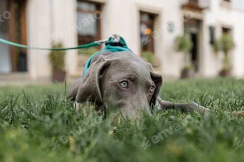 Preview: Weimaraner puppy relaxing on grass with leash and harness