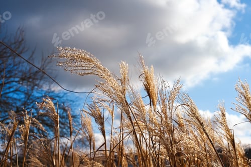 Preview: Dry Reed Stems in Sunlight Close-Up