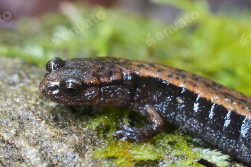 Preview: A close-up of a Western Red-backed salamander in nature