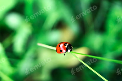 Preview: Red ladybug crawls on a blade of grass against a blurred background of greenery in the garden.