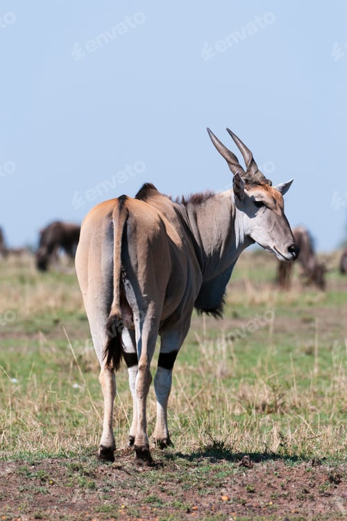 Preview: Eland (Taurotagrus oryx), rear view, Maasai Mara National Reserve, Rift Valley, Kenya, Africa