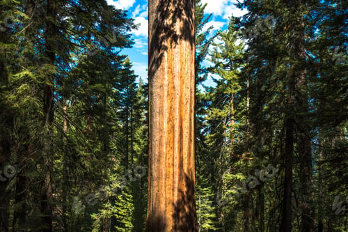 Preview: Giant redwood tree trunk in forest, Yosemite national park, California, USA