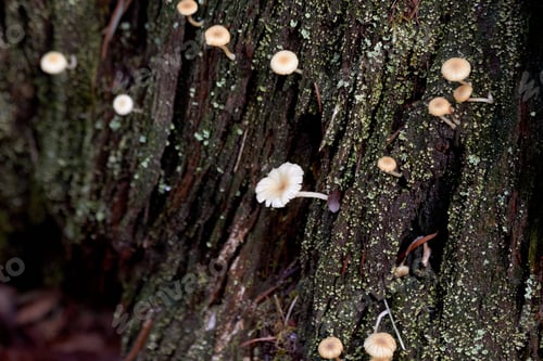 Preview: Tiny Mushrooms on a Tree Stump
