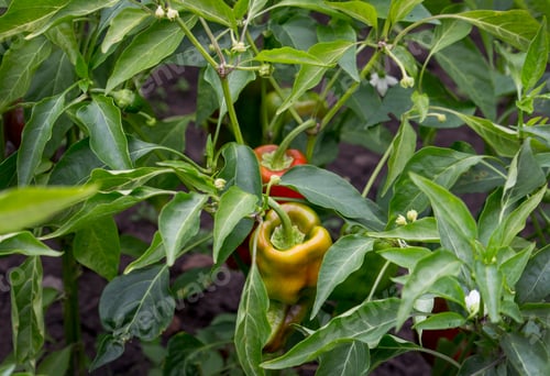 Preview: Red green peppers in the garden, ripening process
