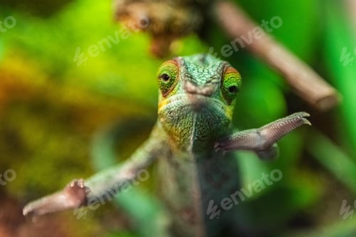 Preview: chameleon, reptile, pet, coloured, colours