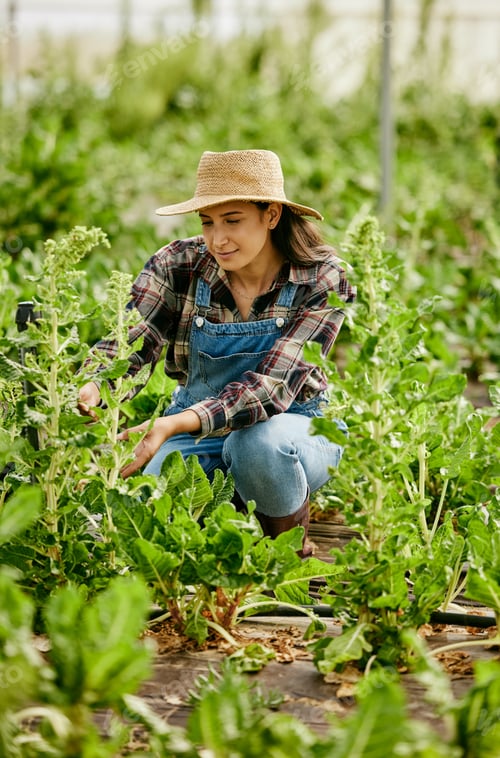 Visualização: A passion for plants is necessary. Shot of a young female farmer checking her produce.
