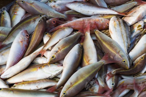 Preview: various types of fish on the market