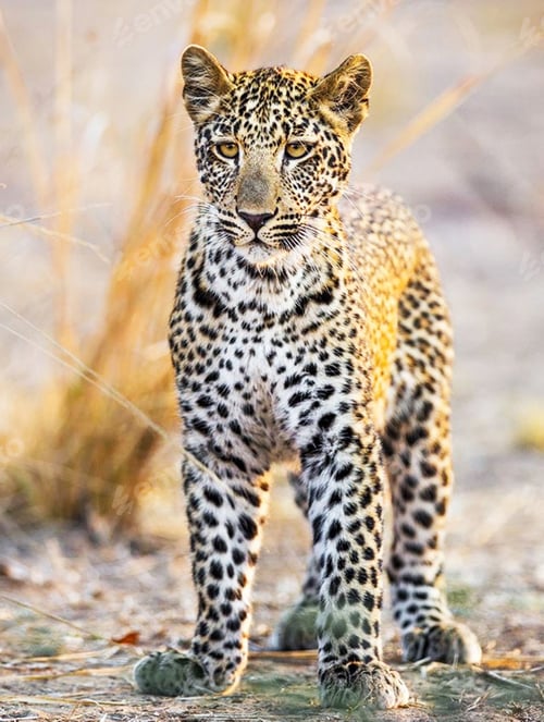 Preview: A Beautiful and Breathtaking wildlife in the World