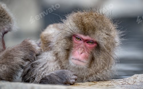 Preview: Closeup footage of the Japanese Macaque grooming each other in hot spring against blur background