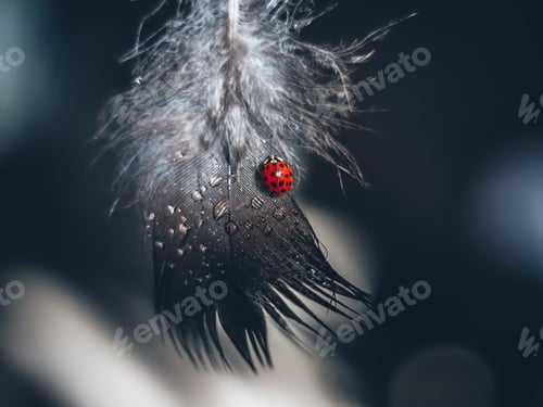 Preview: a ladybug sits on a feather. An insect. Water drops on a feather