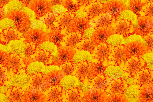 Preview: Cempasuchil yellow, orange marigold flowers cempazchitl for altars of Day of the Dead in Mexico.