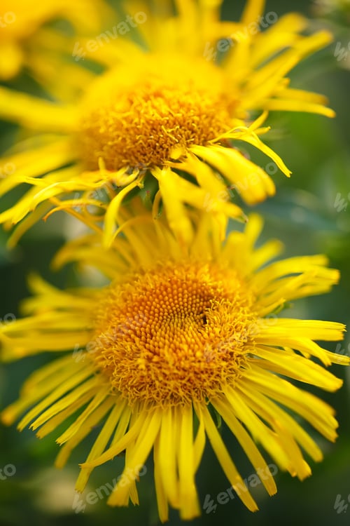 Preview: bright yellow daisies