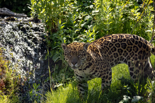 Preview: Majestic jaguar in its natural habitat
