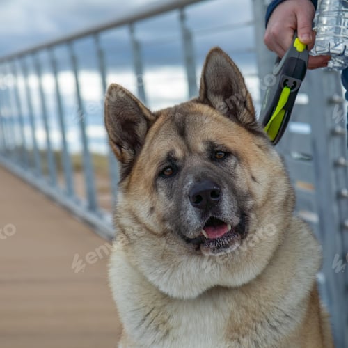 Preview: Adorable dog on a leash standing next to the person