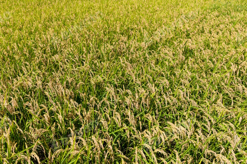 Preview: Rice field