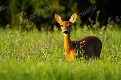 Preview: Roe deer doe standing on flower field in summer nature
