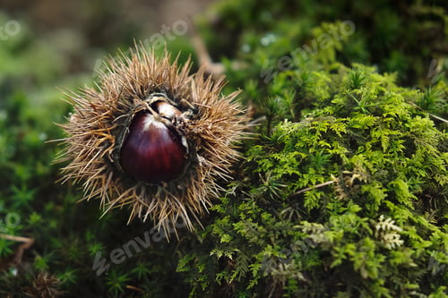 Preview: Closeup of a chestnut seed on a mossy surface
