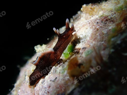 Preview: Macro of a dwarf sea hare underwater