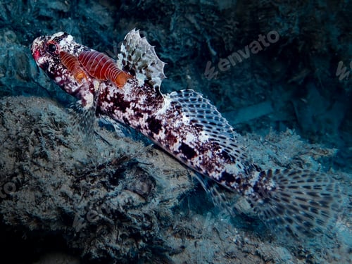 Preview: Parasites on a goby fish