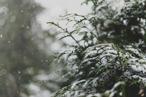 Preview: nature