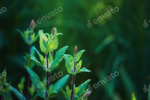 Preview: Springtime
