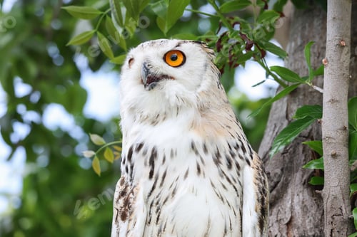Preview: Siberian eagle owl resting on the tree