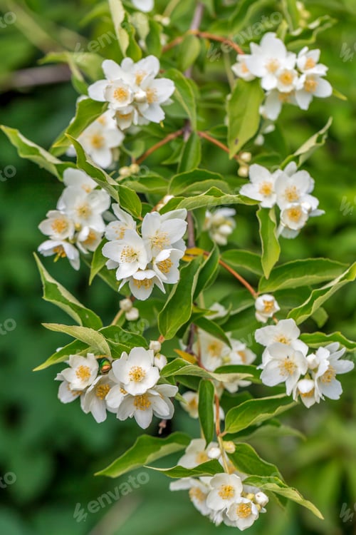 Preview: close up of jasmine flowers in a garden