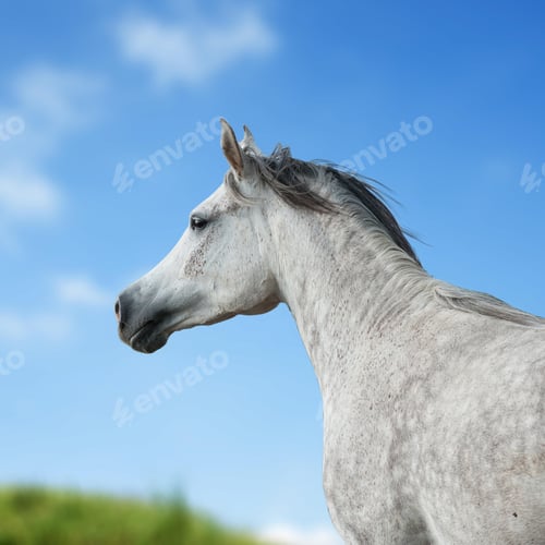 Preview: arabian, horse, mare, stallion, riding