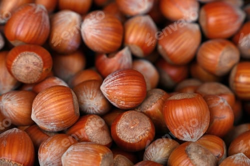 Preview: Whole big filbert hazelnuts close up background