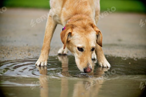 Preview: Dog drinking from a puddle of water