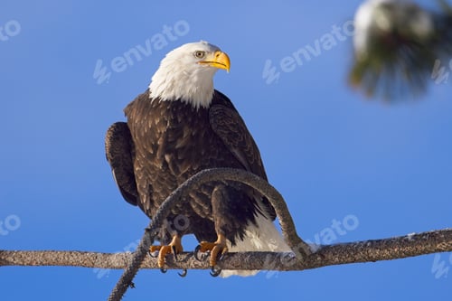 Preview: Bald eagle perched on a branch against a blue sky.