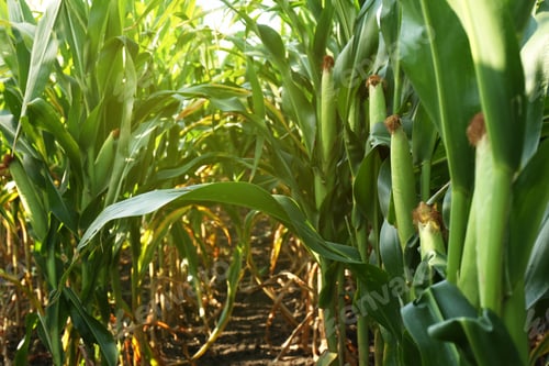 Preview: Ripe corn cobs in field on sunny day