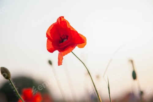 Preview: Field of poppies. Nature summer wild flowers. Red flower poppies plant. Buds of wildflowers. Poppy