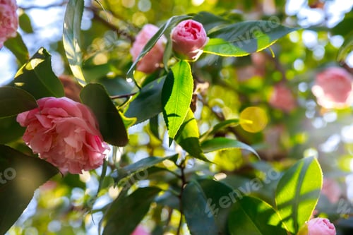 Preview: Dozens of pink roses blooming at a garden in springtime.