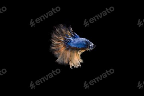 Preview: Beautiful colorful of siamese betta fish