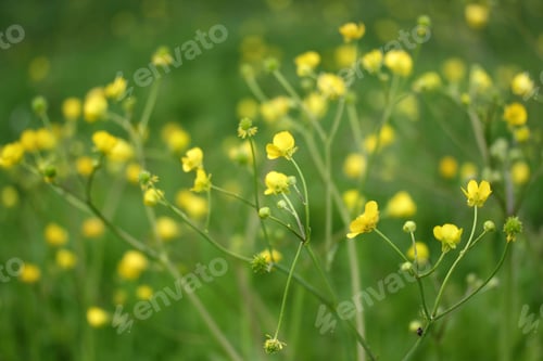 Preview: Flower