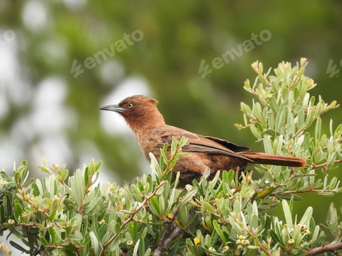 Preview: Brown Bird Perched on Green Foliage Branch