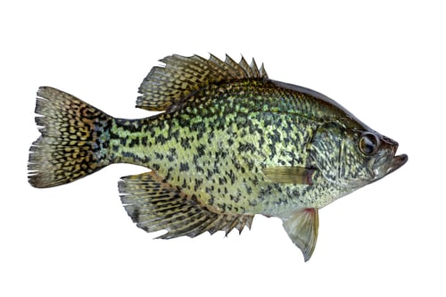 Preview: Black crappie fresh caught in a northern Minnesota lake isolated on a white background