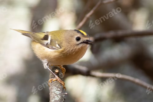 Preview: Goldcrest, Regulus regulus. Autumn morning. A bird sits on a tree branch