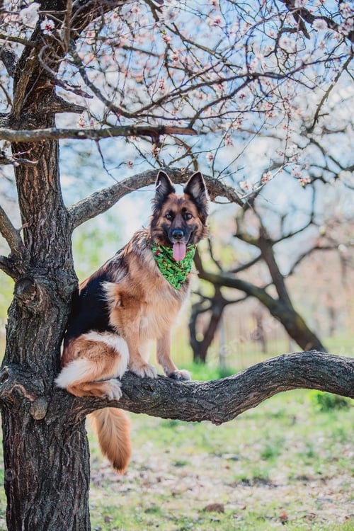 Preview: Portrait of a German shepherd dog. Dog outdoor. Purebred dog.