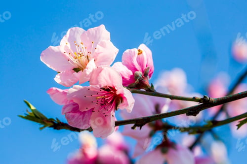 Preview: Peach trees bloom pink and red flowers in spring.