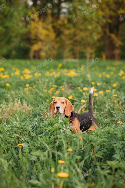 Preview: Beagle dog walking outdoors in summer