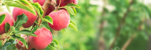 Preview: Apple tree