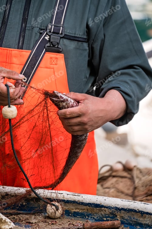 Preview: Fisherman disentangling fish from the net